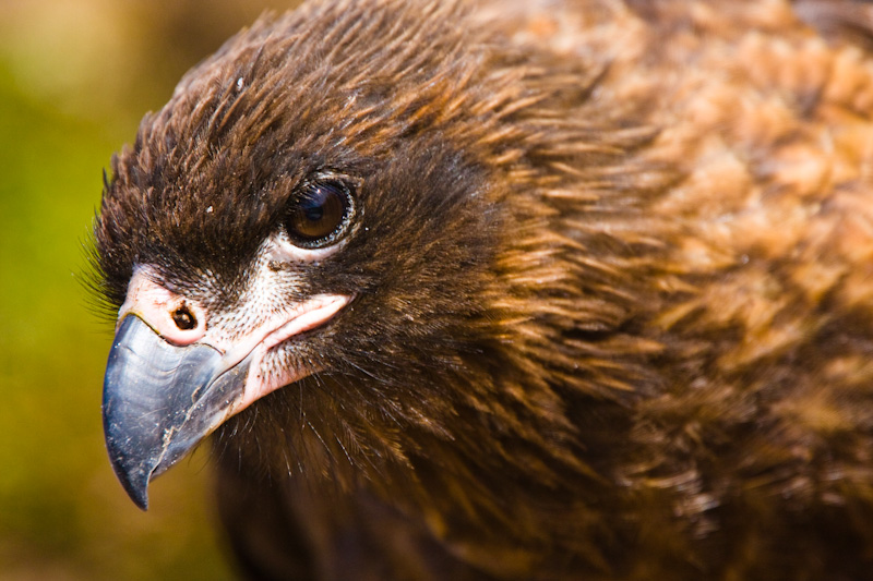 Striated Caracara